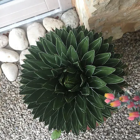 Calvenere Lodge Calvene