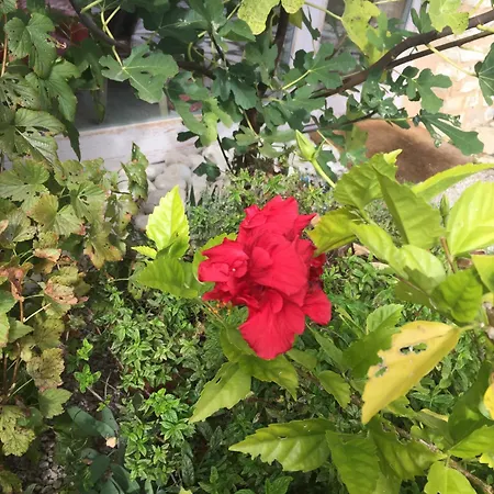 אכסניה Calvenere *