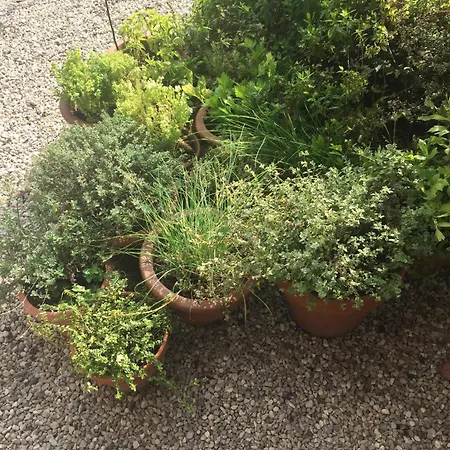 אכסניה Calvenere