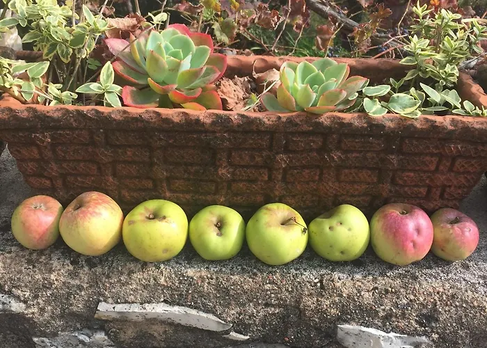 Calvenere 山林小屋 Calvene