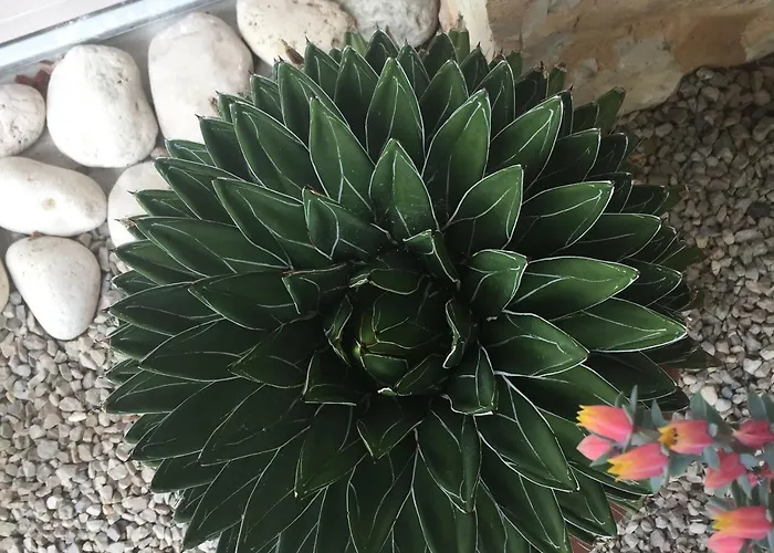 Calvenere 山林小屋 Calvene